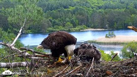VINS Bald Eagles Nest Live Cams - May 30, 2026, 2:15pm EDT