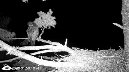 VINS Bald Eagles Nest Live Cams - Jul 25, 2026, 1:57am EDT