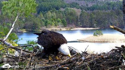 VINS Bald Eagles Nest Live Cams - Apr 27, 2026, 2:27pm EDT