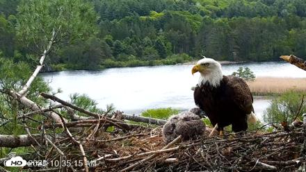 VINS Bald Eagles Nest Live Cams - May 21, 2026, 10:35am EDT