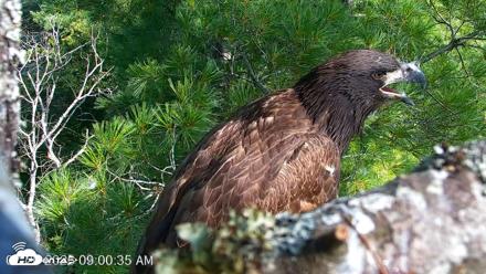 VINS Bald Eagles Nest Live Cams - Jul 26, 2026, 9:01am EDT