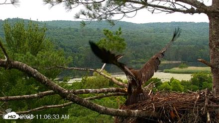 VINS Bald Eagles Nest Live Cams - Jul 14, 2026, 11:07am EDT