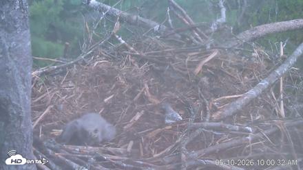 VINS Bald Eagles Nest Live Cams - May 10, 2026, 10:01am EDT