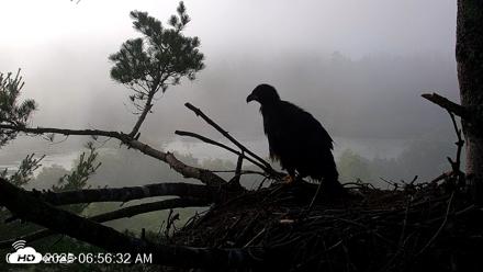 VINS Bald Eagles Nest Live Cams - Jul 2, 2026, 6:57am EDT