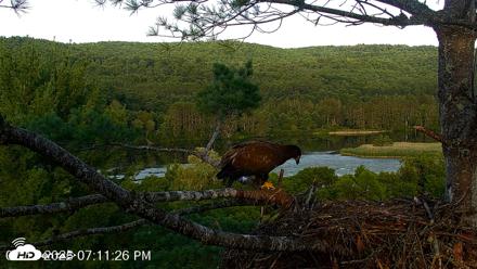 VINS Bald Eagles Nest Live Cams - Jul 17, 2026, 7:12pm EDT