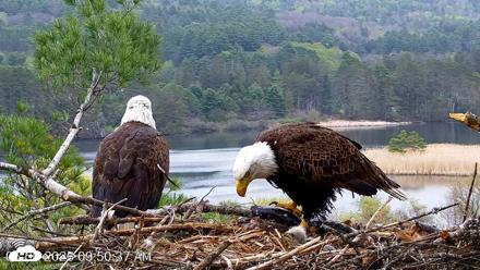 VINS Bald Eagles Nest Live Cams - May 6, 2026, 9:51am EDT