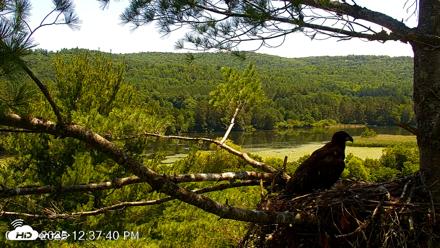 VINS Bald Eagles Nest Live Cams - Jul 12, 2026, 12:38pm EDT