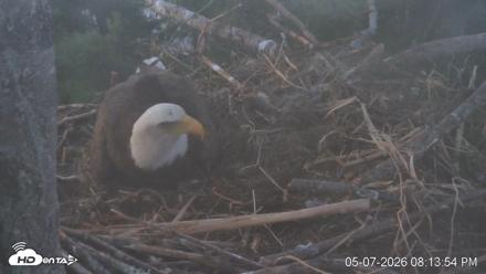 VINS Bald Eagles Nest Live Cams - May 7, 2026, 8:14pm EDT
