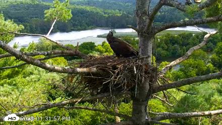 VINS Bald Eagles Nest Live Cams - Aug 11, 2026, 1:32pm EDT