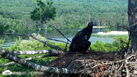 VINS Bald Eagles Nest Live Cams - Jul 1, 2026, 5:25pm EDT