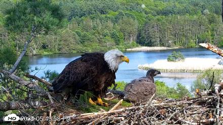 VINS Bald Eagles Nest Live Cams - May 22, 2026, 5:45pm EDT