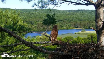 VINS Bald Eagles Nest Live Cams - Jul 17, 2026, 4:30pm EDT