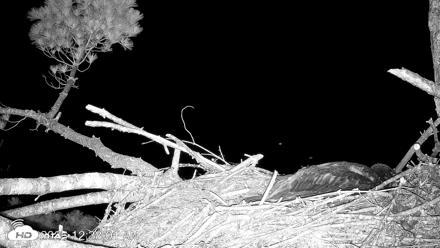 VINS Bald Eagles Nest Live Cams - Jun 25, 2026, 12:38am EDT