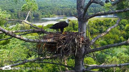 VINS Bald Eagles Nest Live Cams - Aug 10, 2026, 2:07pm EDT