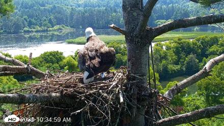 VINS Bald Eagles Nest Live Cams - Jul 26, 2026, 10:36am EDT