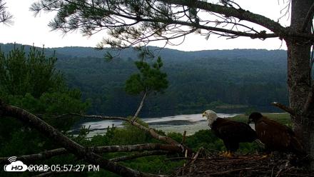 VINS Bald Eagles Nest Live Cams - Jul 21, 2026, 5:58pm EDT