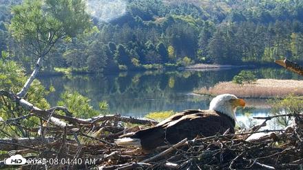 VINS Bald Eagles Nest Live Cams - May 12, 2026, 8:05am EDT