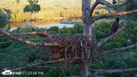 VINS Bald Eagles Nest Live Cams - Aug 21, 2026, 7:24pm EDT