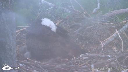 VINS Bald Eagles Nest Live Cams - May 13, 2026, 9:23am EDT