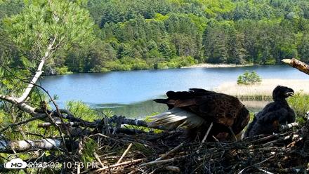 VINS Bald Eagles Nest Live Cams - May 26, 2026, 2:12pm EDT
