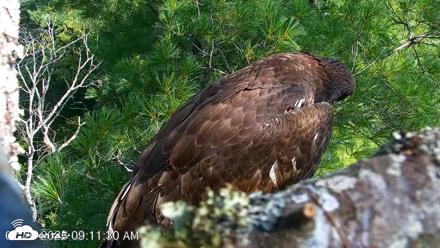 VINS Bald Eagles Nest Live Cams - Jul 26, 2026, 9:11am EDT