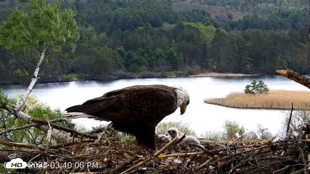 VINS Bald Eagles Nest Live Cams - May 5, 2026, 3:40pm EDT