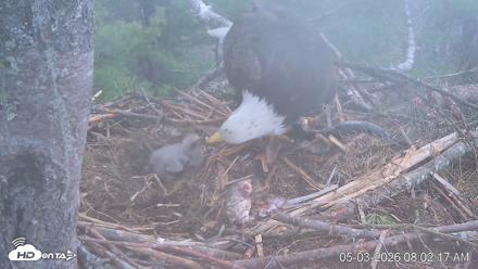 VINS Bald Eagles Nest Live Cams - May 3, 2026, 8:03am EDT
