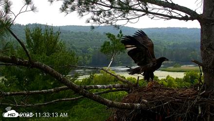 VINS Bald Eagles Nest Live Cams - Jul 6, 2026, 11:34am EDT