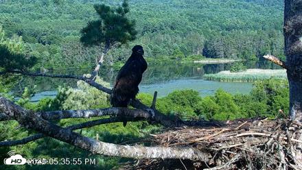 VINS Bald Eagles Nest Live Cams - Jul 24, 2026, 5:37pm EDT