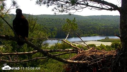 VINS Bald Eagles Nest Live Cams - Jul 3, 2026, 11:16am EDT