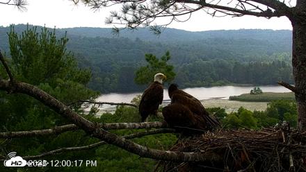 VINS Bald Eagles Nest Live Cams - Jul 16, 2026, 12:01pm EDT