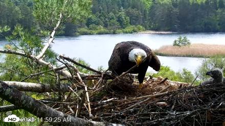 VINS Bald Eagles Nest Live Cams - May 20, 2026, 12:01pm EDT