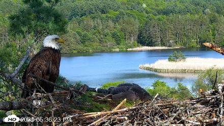 VINS Bald Eagles Nest Live Cams - May 22, 2026, 5:37pm EDT