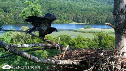 VINS Bald Eagles Nest Live Cams - Jul 22, 2026, 3:32pm EDT