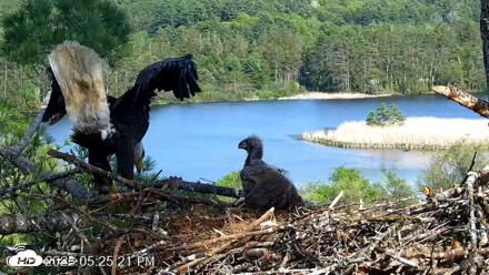 VINS Bald Eagles Nest Live Cams - May 19, 2026, 5:26pm EDT