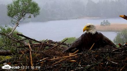 VINS Bald Eagles Nest Live Cams - May 20, 2026, 12:32pm EDT