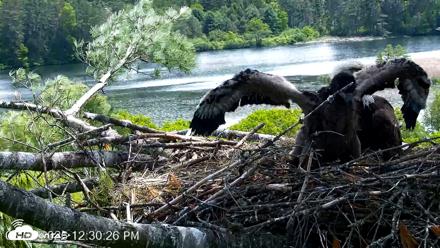 VINS Bald Eagles Nest Live Cams - Jun 2, 2026, 12:31pm EDT