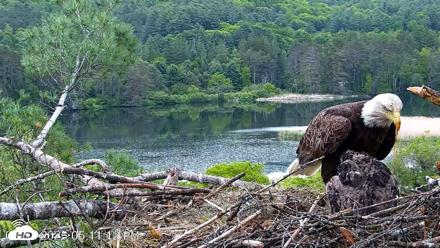 VINS Bald Eagles Nest Live Cams - May 31, 2026, 5:12pm EDT