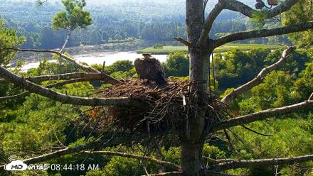 VINS Bald Eagles Nest Live Cams - Aug 12, 2026, 8:44am EDT