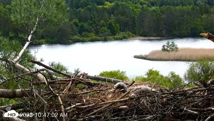 VINS Bald Eagles Nest Live Cams - May 21, 2026, 10:47am EDT