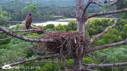 VINS Bald Eagles Nest Live Cams - Aug 14, 2026, 6:22pm EDT