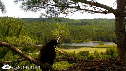 VINS Bald Eagles Nest Live Cams - Jul 20, 2026, 1:19pm EDT