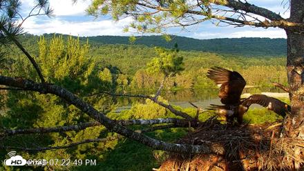 VINS Bald Eagles Nest Live Cams - Jul 9, 2026, 7:23pm EDT