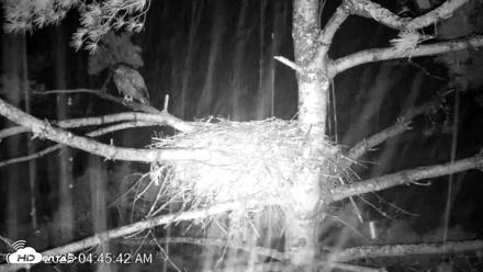 VINS Bald Eagles Nest Live Cams - Aug 13, 2026, 4:46am EDT