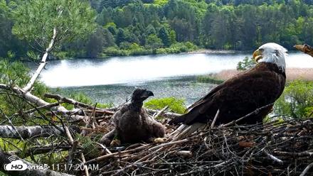 VINS Bald Eagles Nest Live Cams - May 27, 2026, 11:18am EDT