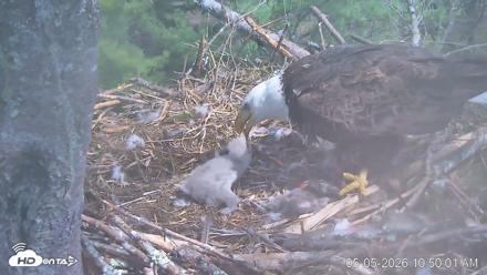 VINS Bald Eagles Nest Live Cams - May 5, 2026, 10:50am EDT