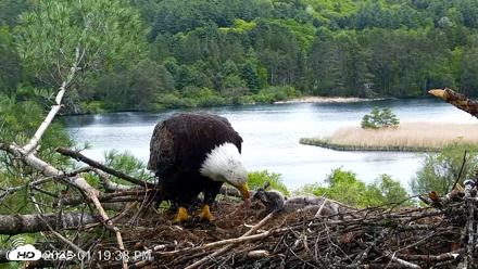 VINS Bald Eagles Nest Live Cams - May 21, 2026, 1:20pm EDT
