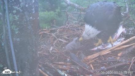 VINS Bald Eagles Nest Live Cams - May 6, 2026, 3:32pm EDT
