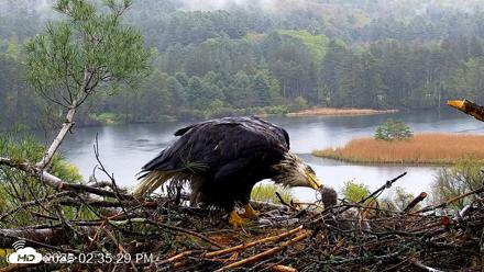 VINS Bald Eagles Nest Live Cams - May 14, 2026, 2:36pm EDT