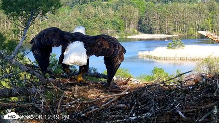 VINS Bald Eagles Nest Live Cams - May 18, 2026, 6:13pm EDT